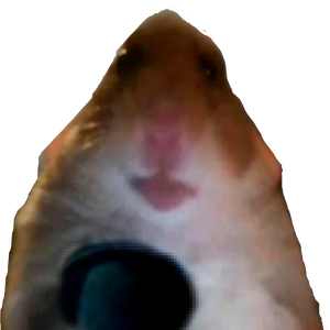 hamster?